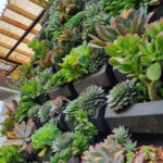 tqv-nosotros-galeria-foto-muro-verde-natural-1